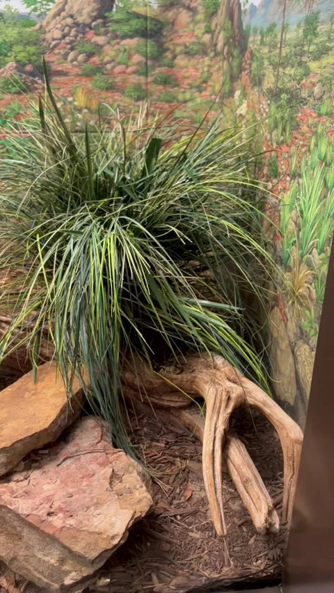 Snake looking at the camera in Saint Louis zoo Stock Footage 169492108