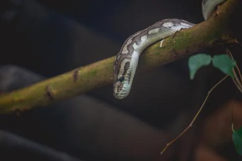 Snake looking down from a tree Stock Photos