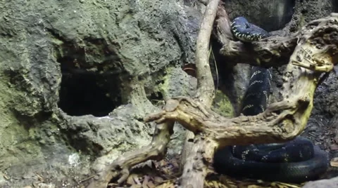 Snake Looking At Viewer Video stock 39997704