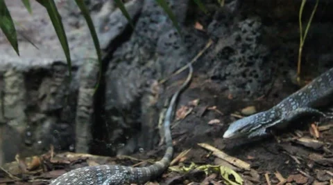 Snake Looking At Viewer Stock Footage 39997713