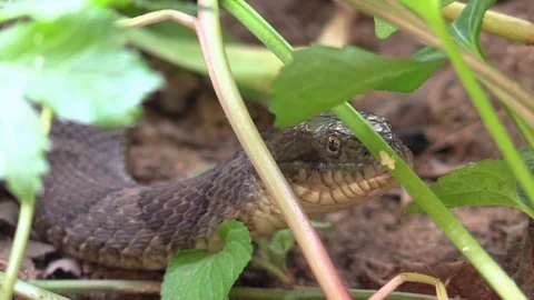 Snake looks at camera closeup crawls away Stock Footage 88229138