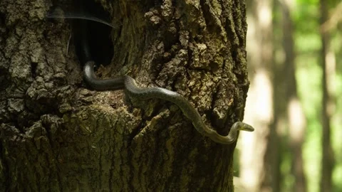 Snake lurking hanging from a tree Stock Footage 314859301