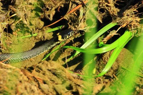 A snake lurks Stock Photos