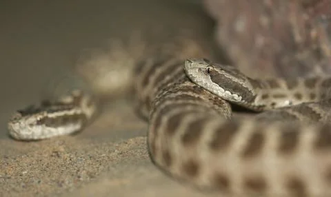 Snake. macro Stock Photos