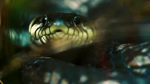 Snake with Melee Catch 库存影片 205507560