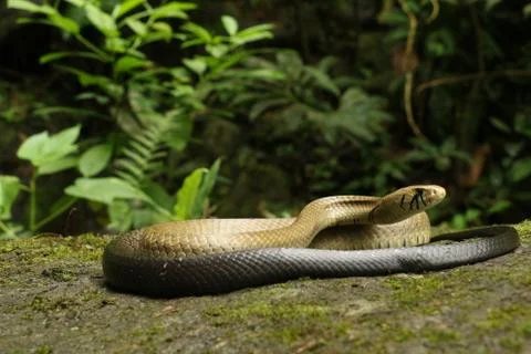 A snake in the middle of the forest 스톡 사진