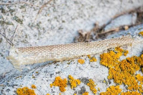 Snake molt on stone close up image 写真素材