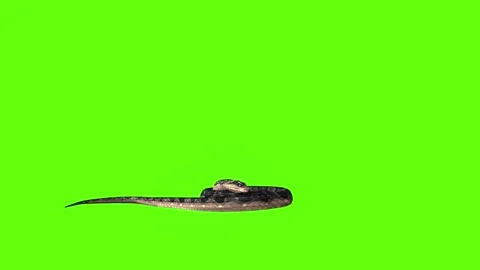 Snake move 180 green screen animation 3D rendering Stock Footage 282636115