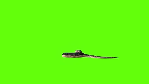 Snake move 180 green screen animation 3D rendering Stock Footage 282636141