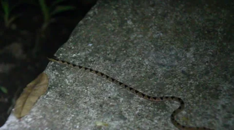 Snake on the move Stock Footage 27645910