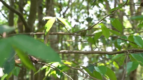 Snake on the move Stock Footage 90979204