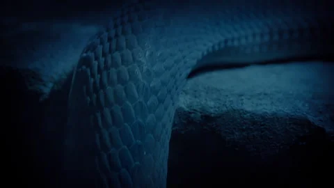 Snake Moves Up Over Ledge In The Dark Stock Footage 277768442