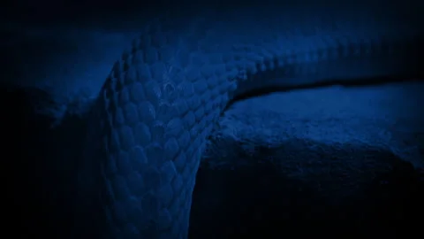 Snake Moves Up Over Ledge At Night Stock Footage 280354220