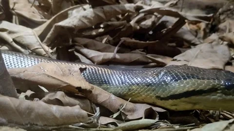 Snake moves slowly through dry run in Morocco and looks for its way Stock Footage 274466817