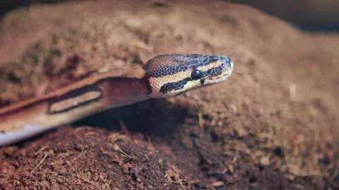 Snake moves through wood chips in a terrarium Video stock 333224877