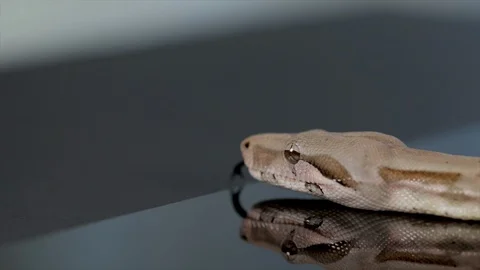 Snake moving across a table. Brown camouflaged Python sliding and moving across  Video stock 113067031