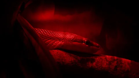 Snake Moving Along Branch Red Fire Abstract Stock Footage 266165525