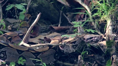 Snake moving between branches HD  動画素材 75176039