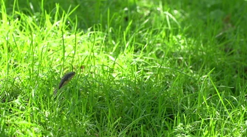 Snake Moving in the Grass - Wide Video stock 51226306