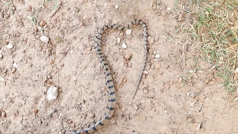 Snake moving on ground. Stock Footage 98480920