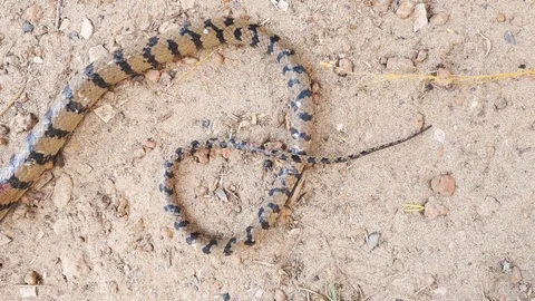 Snake moving on ground. Stock Footage 98481218
