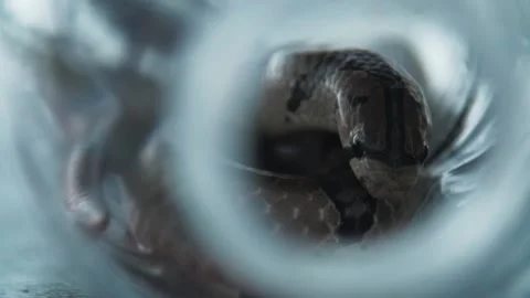 Snake moving head and forked tongue to smell inside jar, close up, slow Stock Footage 140241100