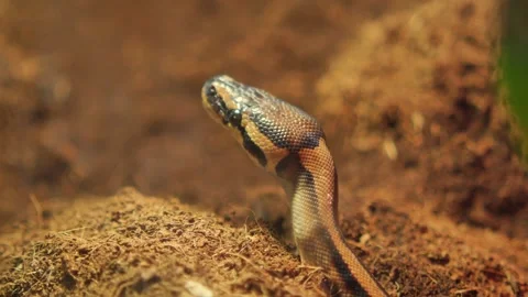 Snake moving in its habitat during the day Stockbeeldmateriaal 341072074