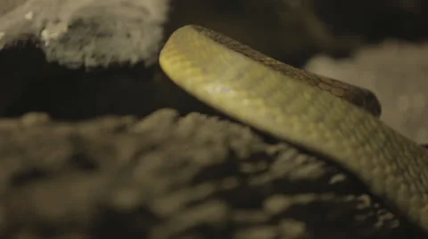 Snake Moving Over Rocks Stock Footage 24383125
