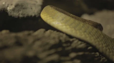 Snake Moving Over Rocks (stable).mov Stock Footage 24632874