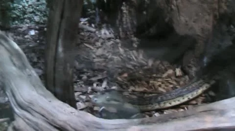 Snake Moving Slowly Stock Footage 22187136