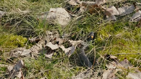 Snake Moving Slowly on Forest Floor Among Leaves and Moss Stock Footage 316293142