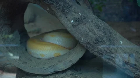 Snake Moving Through Grass – Indian Wildlife Stock Footage 313570512