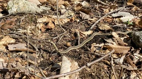 Snake moving through the underbrush Stock Photos
