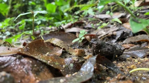 Snake moving towards camera - Pit viper Jararaca (Bothrops jararaca) young Video stock 231662737
