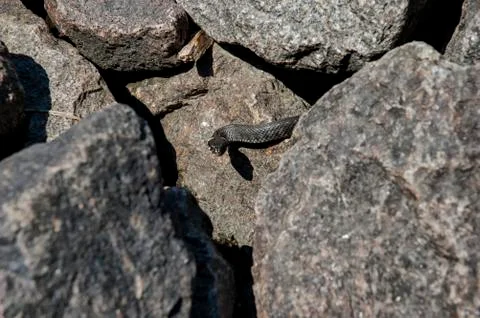 Snake natrix looking at the camera Stock Photos
