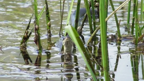 Snake Natrix natrix looks into the camera and shows tongue Video stock 119094686