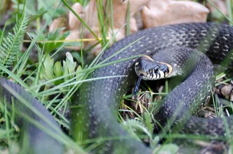 Snake (natrix natrix) Stock Photos