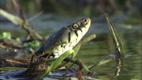 Snake Natrix into the water - close up of the head Stock Footage 148415923