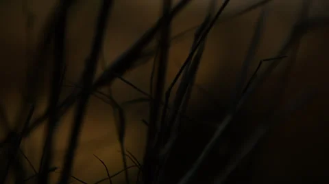 Snake in nature-_rack focus with leaves Stock Footage 24431555
