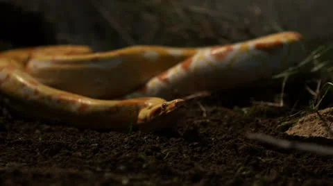 Snake in nature Stock Footage 24408730