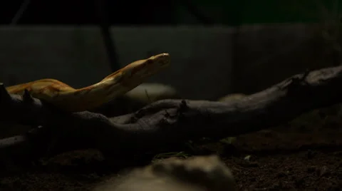 Snake in nature Stock Footage 24413324