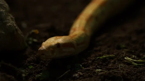 Snake in nature Stock Footage 24415754