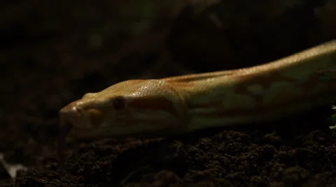 Snake in nature Stock Footage 24424089