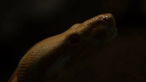 Snake in nature Stock Footage 24431659