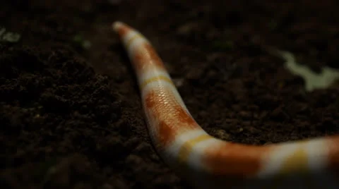 Snake in nature Stock Footage 24434793