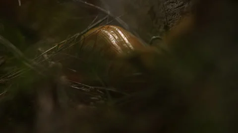 Snake in nature Stock Footage 24440167