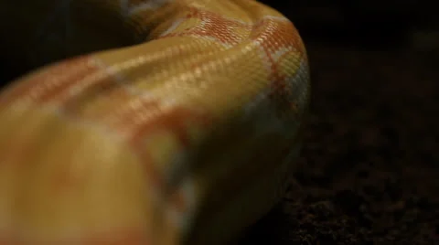 Snake in nature Stock Footage 24440668