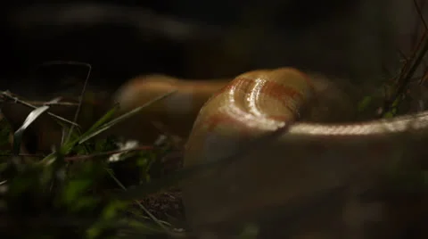 Snake in nature Stock Footage 24442261