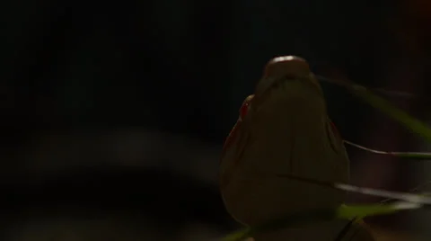 Snake in nature Stock Footage 24445722