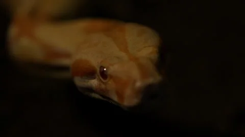 Snake in nature Stock Footage 24446113